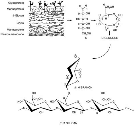 1 3 beta glucan|Beta 1,3 Glucan .